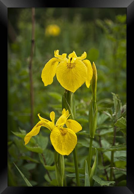 Yellow Iris Framed Print by Steve Purnell
