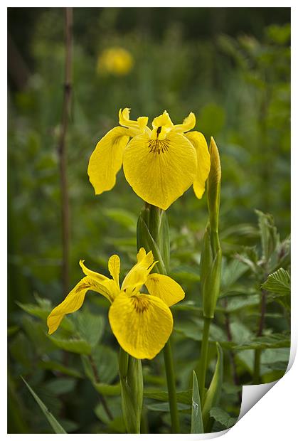 Yellow Iris Print by Steve Purnell
