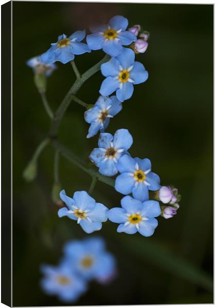 Water Forget Me Not Canvas Print by Steve Purnell