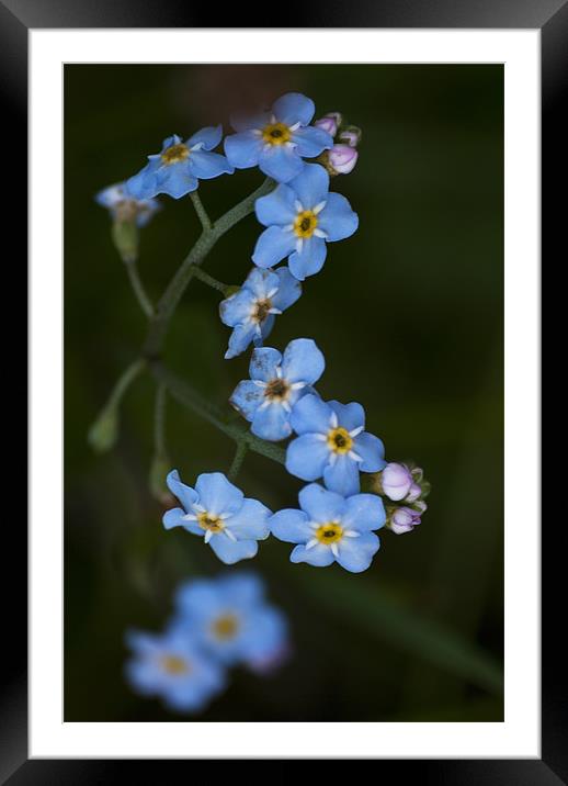 Water Forget Me Not Framed Mounted Print by Steve Purnell