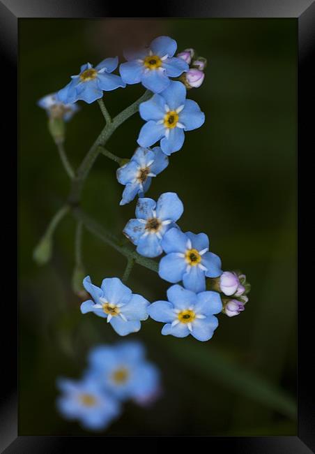 Water Forget Me Not Framed Print by Steve Purnell
