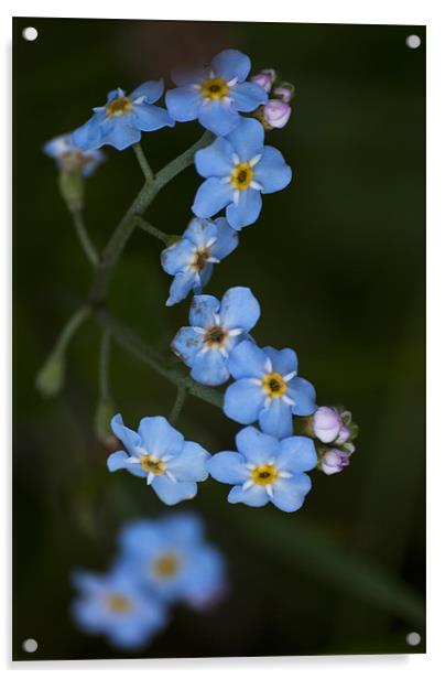 Water Forget Me Not Acrylic by Steve Purnell