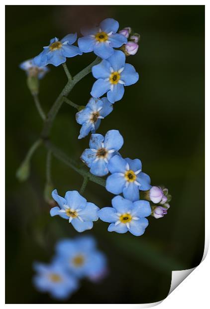 Water Forget Me Not Print by Steve Purnell