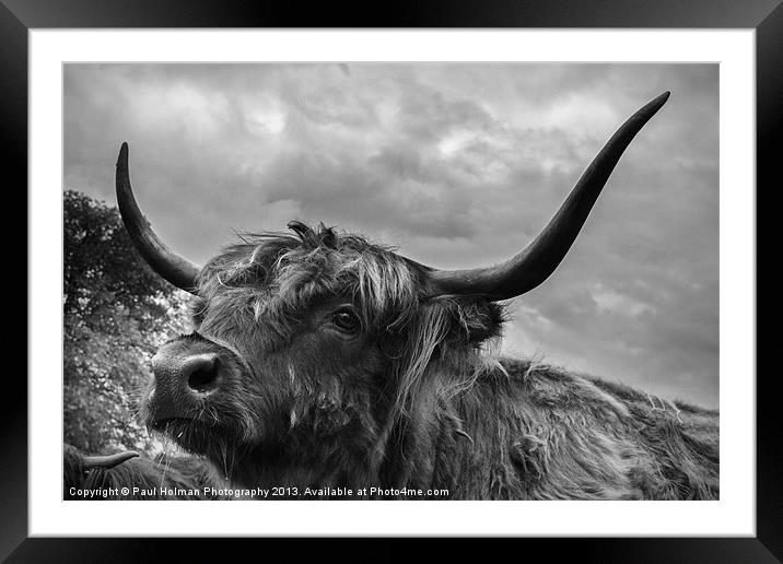 Highland Beastie 2 Framed Mounted Print by Paul Holman Photography