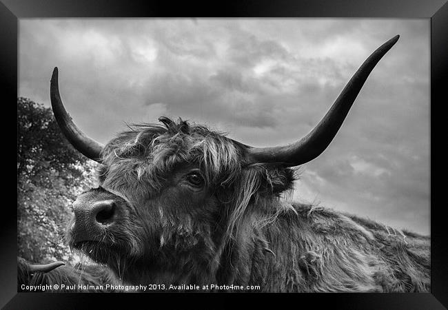 Highland Beastie 2 Framed Print by Paul Holman Photography