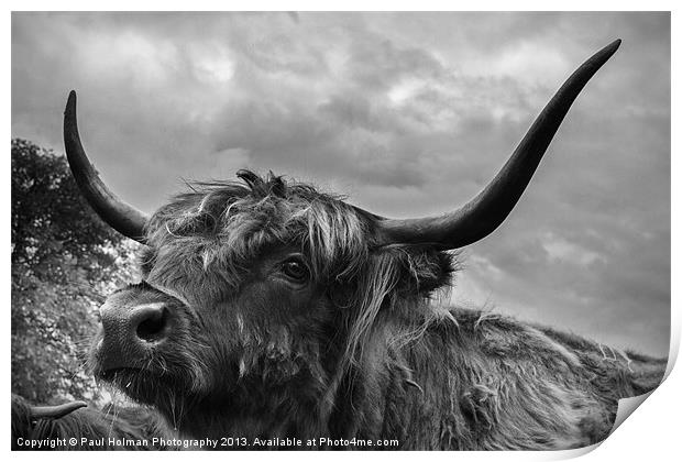 Highland Beastie 2 Print by Paul Holman Photography