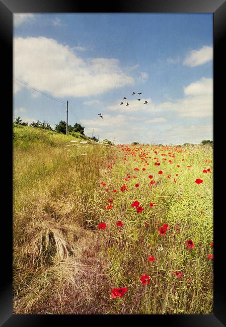 Summer Meadow Framed Print by Dawn Cox