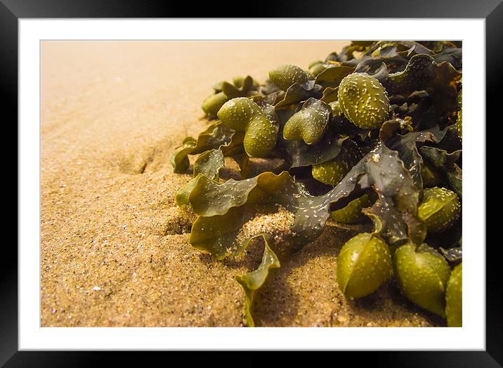 Seaweed on Beach Framed Mounted Print by Steve Townsend