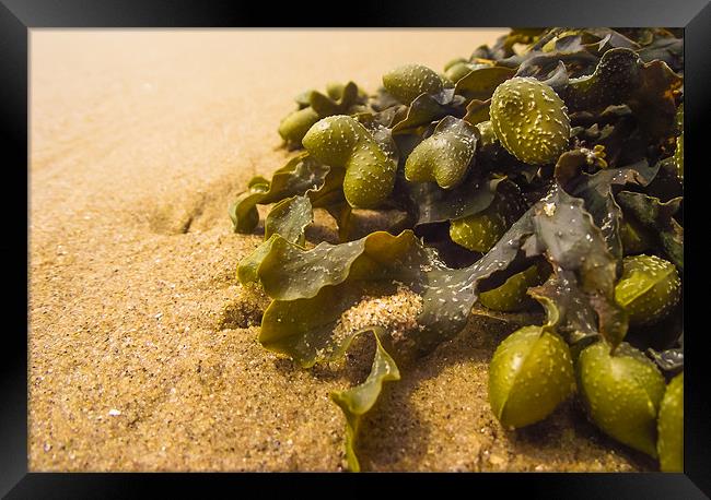 Seaweed on Beach Framed Print by Steve Townsend