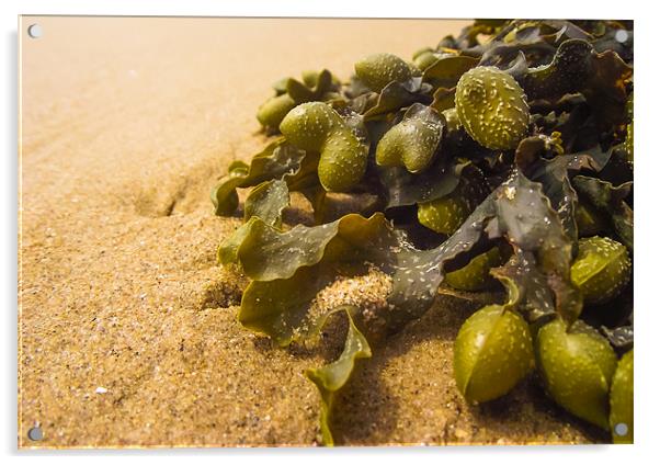 Seaweed on Beach Acrylic by Steve Townsend
