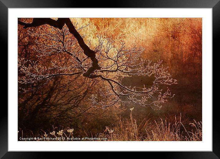 Frost Covered Branch Framed Mounted Print by Ray Pritchard