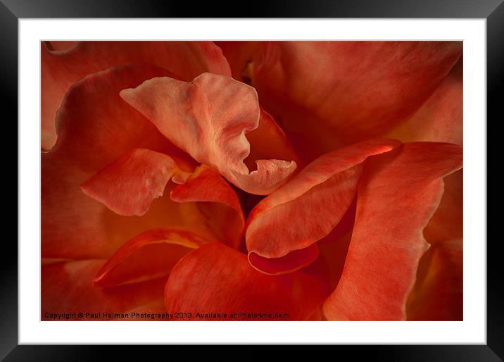 Rose Petals Framed Mounted Print by Paul Holman Photography