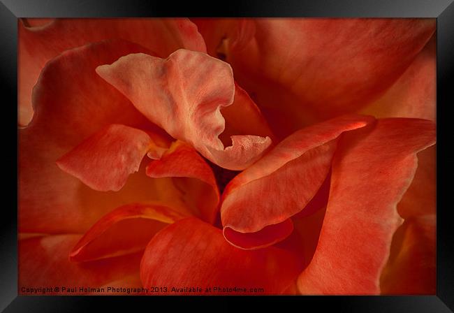 Rose Petals Framed Print by Paul Holman Photography