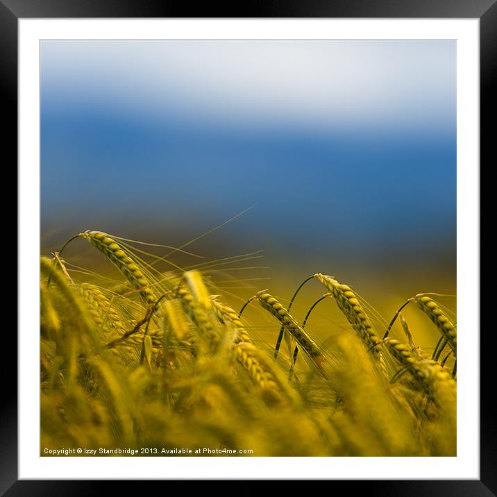 Barley field Framed Mounted Print by Izzy Standbridge