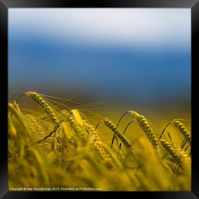Barley field Framed Print by Izzy Standbridge