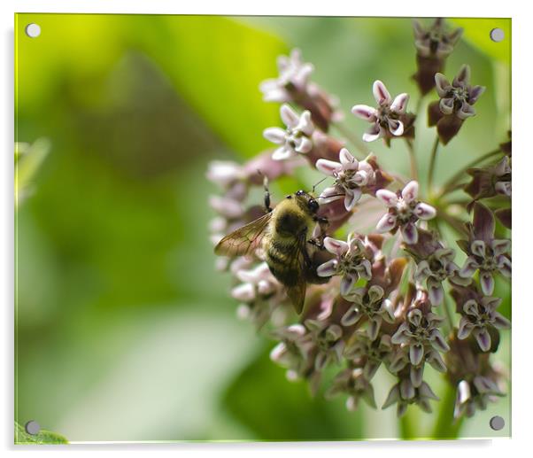 Bee on a Flower Acrylic by Jessica Berlin