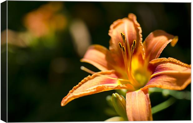 Orange Tiger Lilly Canvas Print by Jessica Berlin