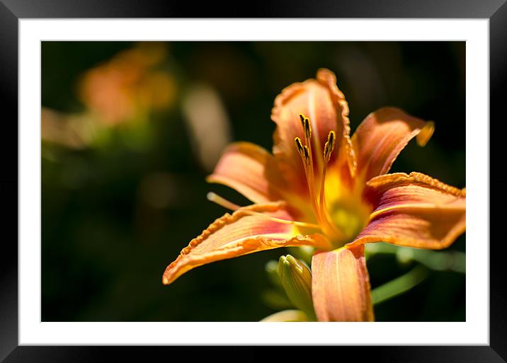 Orange Tiger Lilly Framed Mounted Print by Jessica Berlin
