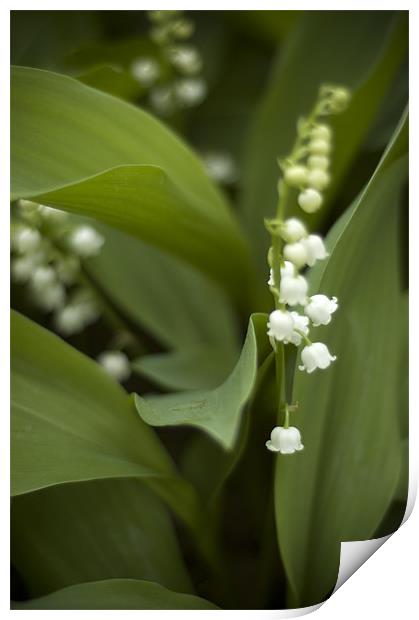 White Lilly of the Vally Print by Jessica Berlin