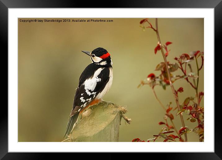 Great spotted woodpecker Framed Mounted Print by Izzy Standbridge