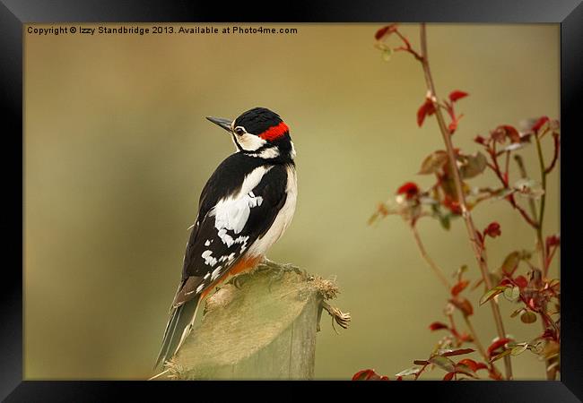 Great spotted woodpecker Framed Print by Izzy Standbridge