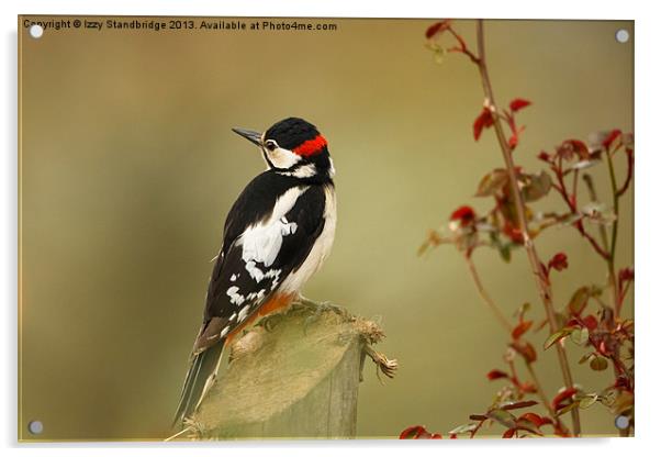 Great spotted woodpecker Acrylic by Izzy Standbridge