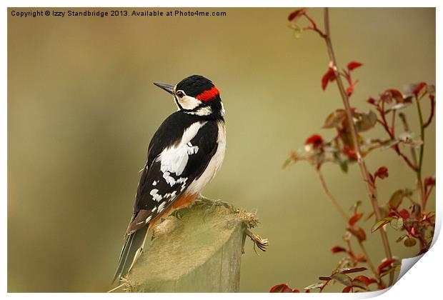 Great spotted woodpecker Print by Izzy Standbridge
