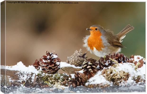 Robin in the snow with fir cones Canvas Print by Izzy Standbridge