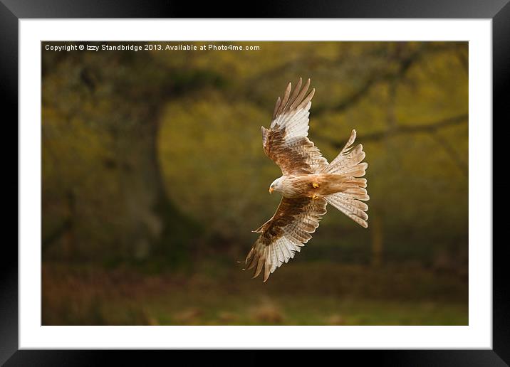 Leucistic Red Kite flies in front of tree Framed Mounted Print by Izzy Standbridge