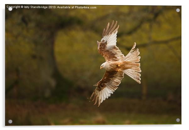 Leucistic Red Kite flies in front of tree Acrylic by Izzy Standbridge