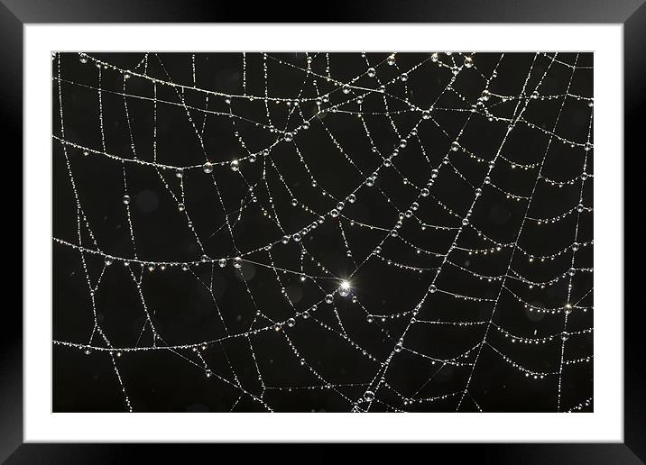 web of dew Framed Mounted Print by kev bates