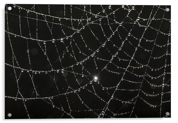 web of dew Acrylic by kev bates