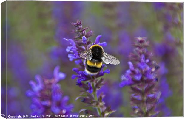 Bumble Bee on lavender Canvas Print by Michelle Orai