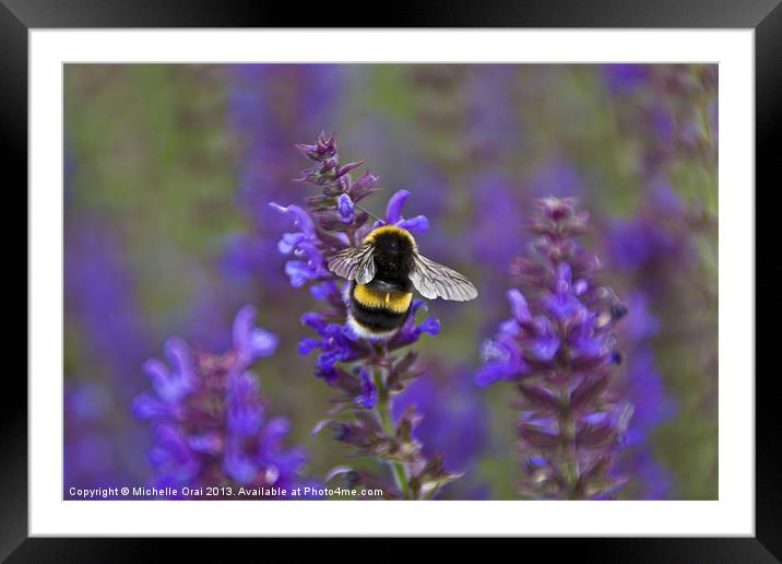 Bumble Bee on lavender Framed Mounted Print by Michelle Orai