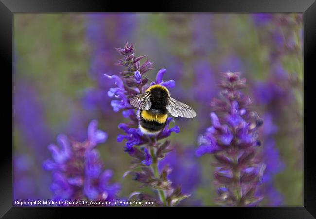 Bumble Bee on lavender Framed Print by Michelle Orai