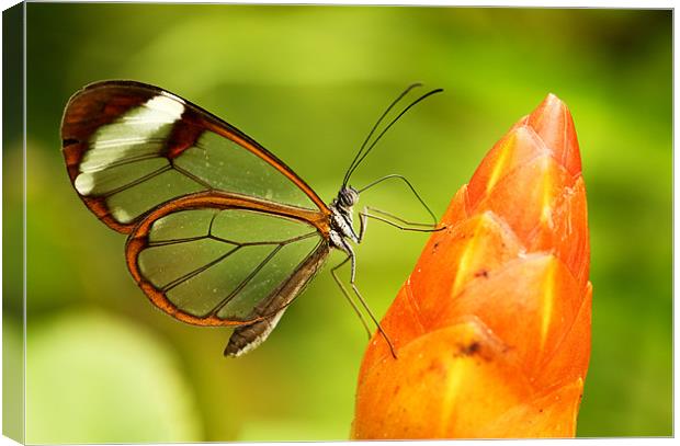 Glasswinged butterfly Canvas Print by Grant Glendinning