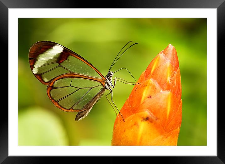 Glasswinged butterfly Framed Mounted Print by Grant Glendinning