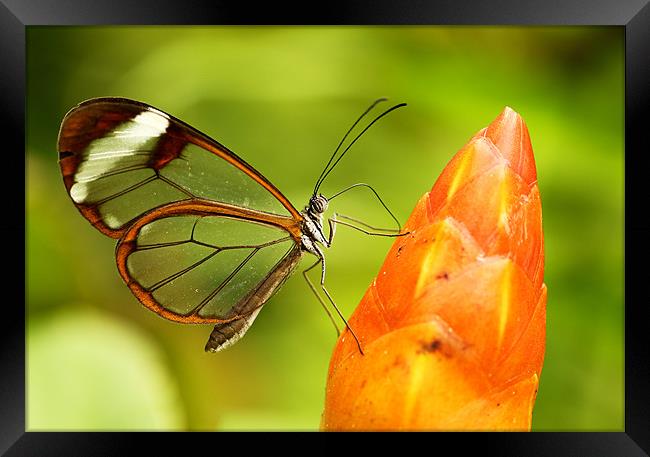 Glasswinged butterfly Framed Print by Grant Glendinning