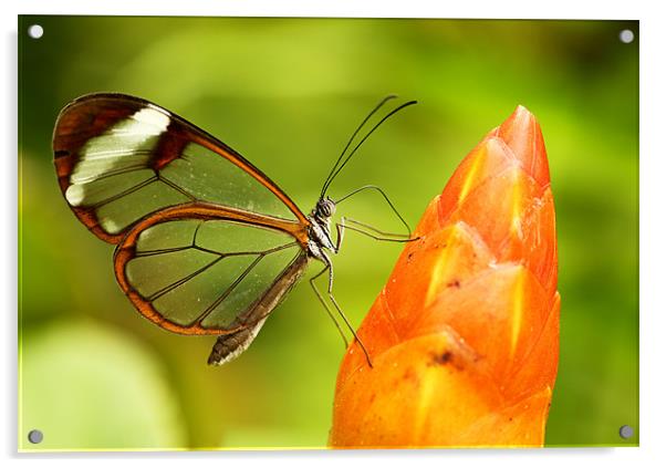 Glasswinged butterfly Acrylic by Grant Glendinning
