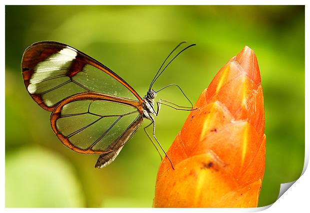 Glasswinged butterfly Print by Grant Glendinning