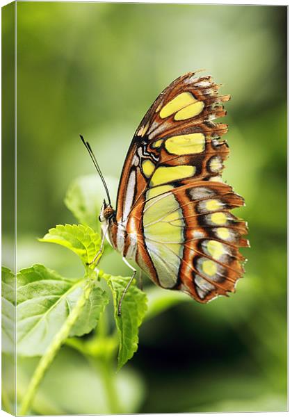 Malachite butterfly Canvas Print by Grant Glendinning