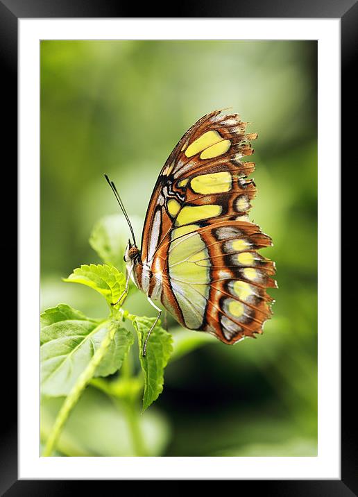 Malachite butterfly Framed Mounted Print by Grant Glendinning