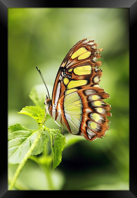 Malachite butterfly Framed Print by Grant Glendinning