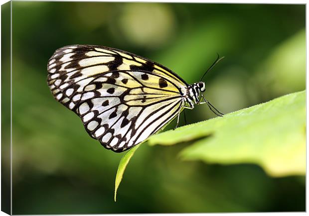 Tree nymph butterfly Canvas Print by Grant Glendinning