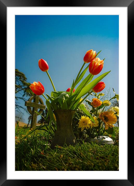Red Tulips Framed Mounted Print by Mark Llewellyn