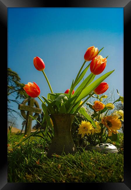 Red Tulips Framed Print by Mark Llewellyn