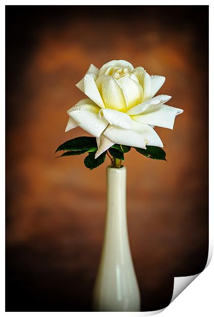 White Rose Print by Mark Llewellyn