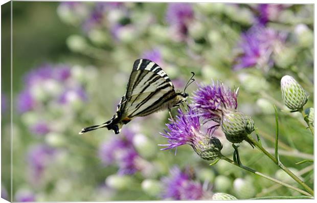 Swallowtail Butterfly Resting Canvas Print by Oliver Porter