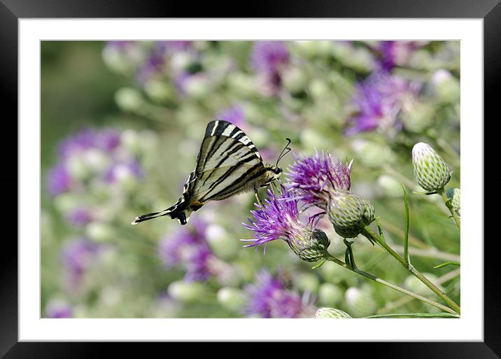 Swallowtail Butterfly Resting Framed Mounted Print by Oliver Porter
