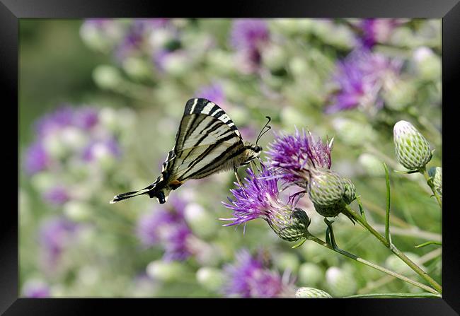 Swallowtail Butterfly Resting Framed Print by Oliver Porter